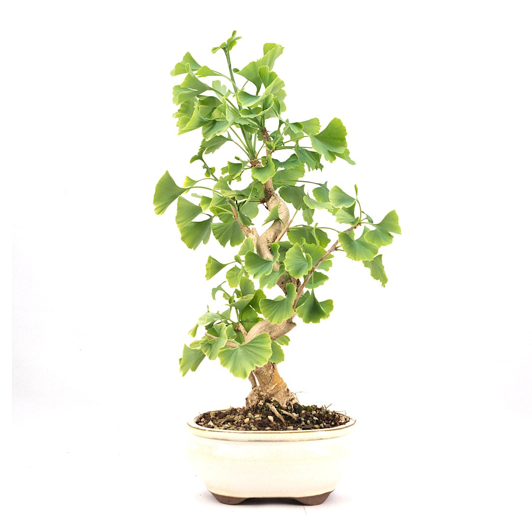 Ginkgo biloba 'Fächerblattbaum'